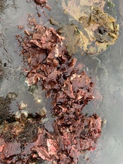 Chondracanthus exasperatus