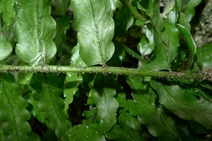 Lomagramma polyphylla