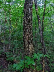 Betula alleghaniensis