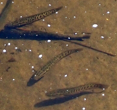 Channa argus