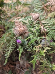 Cirsium vulgare