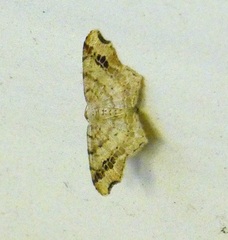 Macaria aemulataria