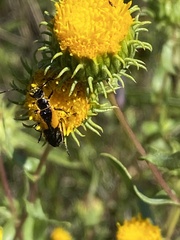 Chauliognathus deceptus