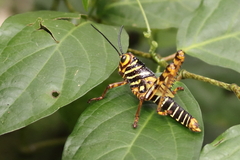 Tropidacris cristata