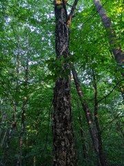 Betula alleghaniensis