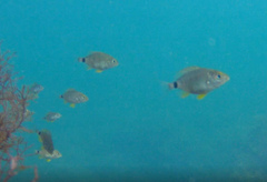 Diplodus annularis