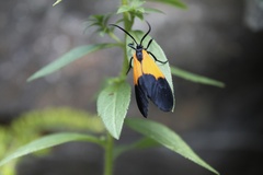 Lycomorpha pholus