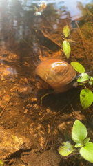 Pomacea canaliculata