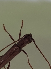 Aneflomorpha