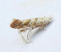 Cameraria hamadryadella