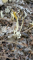 Clavaria fragilis