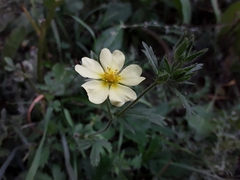 Potentilla argentea