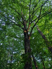 Betula alleghaniensis