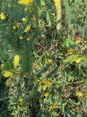 Chamaecrista nictitans