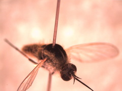 Bombyliini