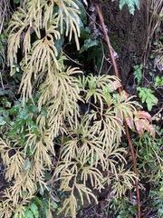 Lycopodium volubile