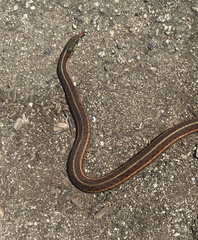 Thamnophis elegans terrestris