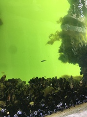 Gasterosteus aculeatus