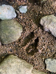 Odocoileus virginianus borealis