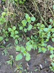 Amaranthus viridis