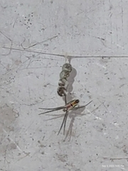 Mecynogea lemniscata