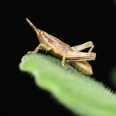 Sphenarium