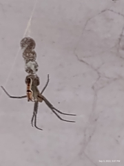 Mecynogea lemniscata