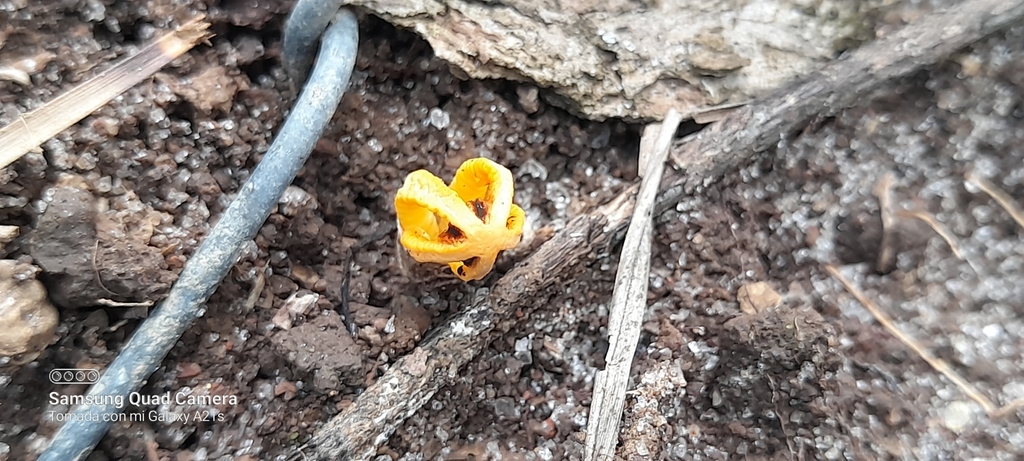Laternea dringii · September 2022 · photo: © carlosceballos2416 (iNaturalist, cc0)