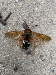 Sphecius speciosus