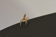 Hentzia mitrata