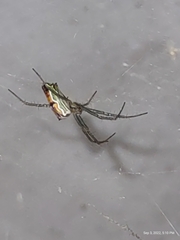 Mecynogea lemniscata