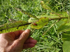 Tetraopes melanurus