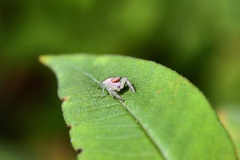 Hentzia mitrata