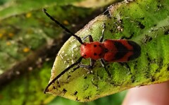 Tetraopes melanurus