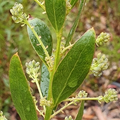 Daviesia corymbosa