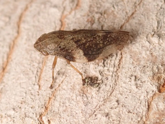 Aphrophora alni