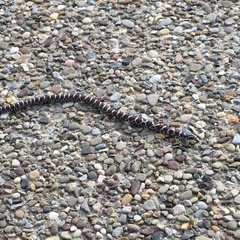 Lampropeltis triangulum