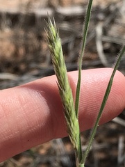 Enneapogon desvauxii