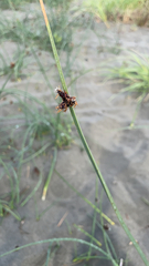 Schoenoplectus pungens