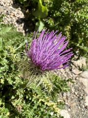 Cirsium eatonii