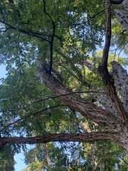 Phellodendron amurense