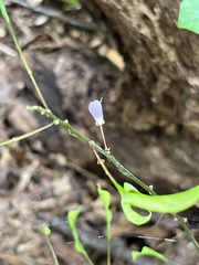 Hylodesmum