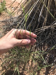 Enneapogon desvauxii