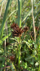 Cyperus polystachyos