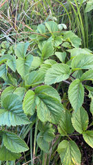 Angelica lucida