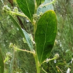 Daviesia corymbosa