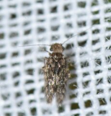 Lepidopsocidae