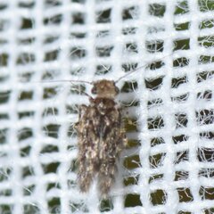 Lepidopsocidae
