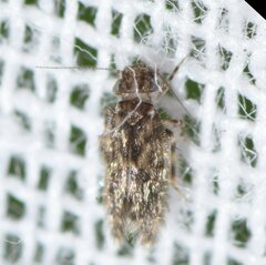 Lepidopsocidae