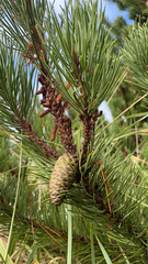 Pinus contorta contorta